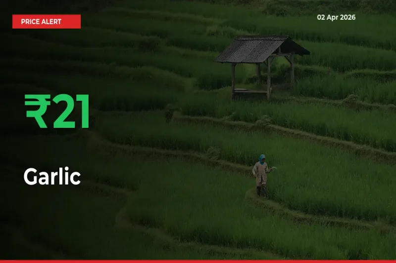 Sharp Jump! Garlic Prices Climb 21.49% in 24 Hours at Key Mandis