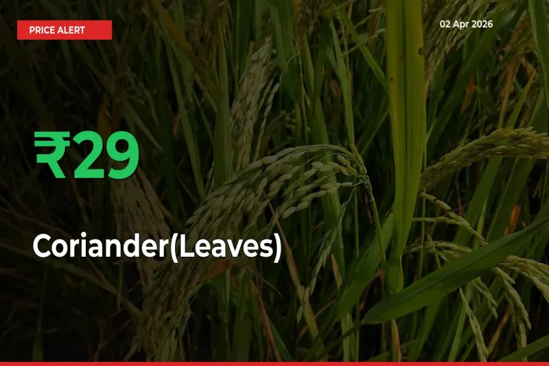 Coriander(Leaves) Rises 29.03% at Mandis