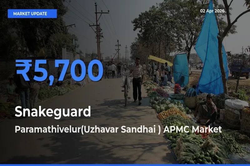 Farmers Prefer Paramathivelur(Uzhavar Sandhai ) APMC as Snakeguard Hits Highest Rate