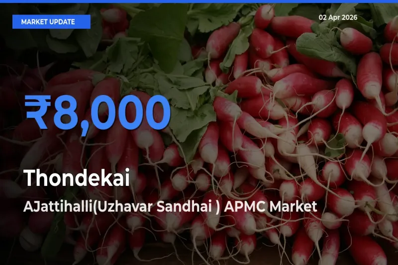 Top Performer! AJattihalli(Uzhavar Sandhai ) APMC Offers Best Thondekai Price Today