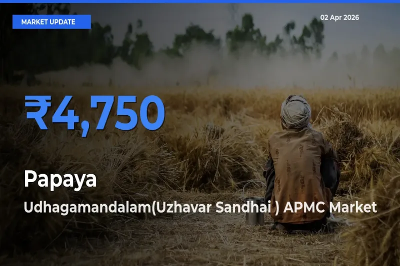 Udhagamandalam(Uzhavar Sandhai ) APMC Records Highest ₹4,750 Rate for Papaya