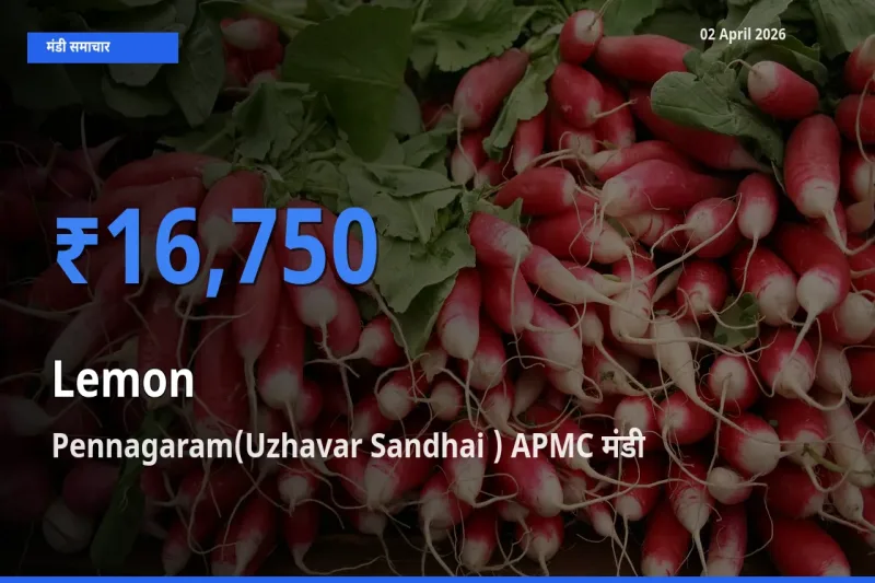 आज का मंडी भाव: नींबू के सबसे ज़्यादा दाम Pennagaram(Uzhavar Sandhai ) APMC में