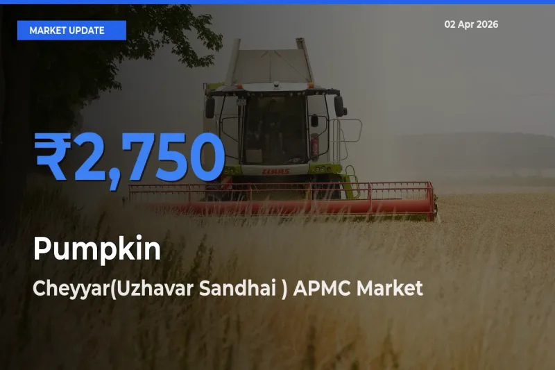 Cheyyar(Uzhavar Sandhai ) APMC Leads as Top Mandi for Pumpkin Prices
