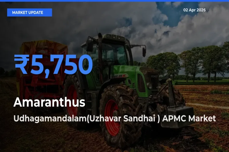Amaranthus Mandi Rate Today: Udhagamandalam(Uzhavar Sandhai ) APMC Tops the List