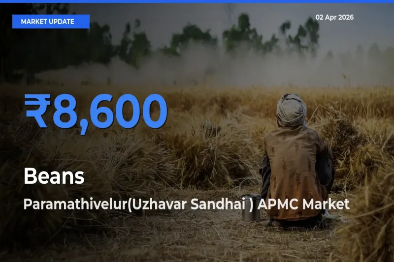 Paramathivelur(Uzhavar Sandhai ) APMC Emerges as Top Mandi for Beans Prices Today