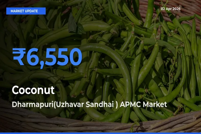 Coconut Mandi Rate Today: Dharmapuri(Uzhavar Sandhai ) APMC Tops the List