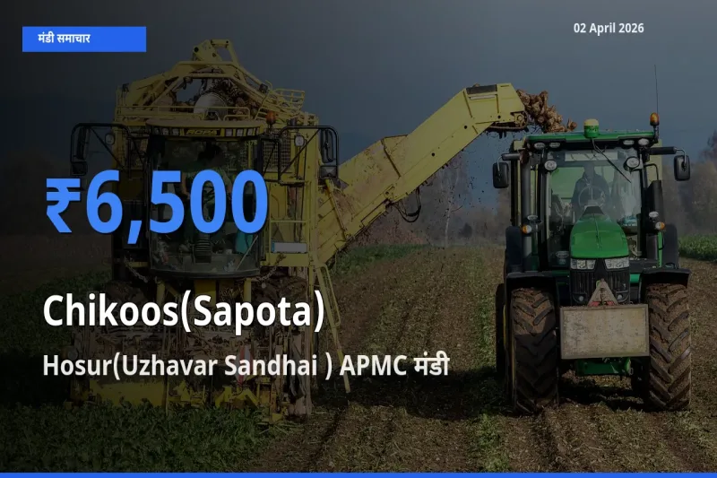 Hosur(Uzhavar Sandhai ) APMC में चीकू का आज सबसे ऊँचा भाव