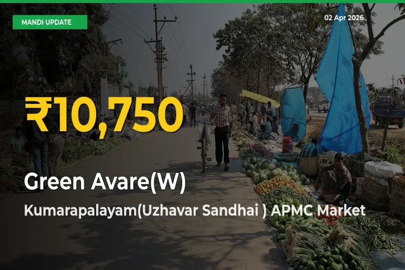 Fresh Record! Green Avare(W) Price Climbs to New High in Kumarapalayam(Uzhavar Sandhai ) APMC