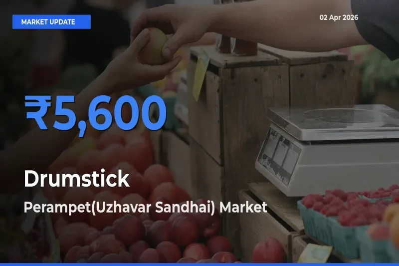Drumstick Mandi Rate Today: Perampet(Uzhavar Sandhai) Tops the List