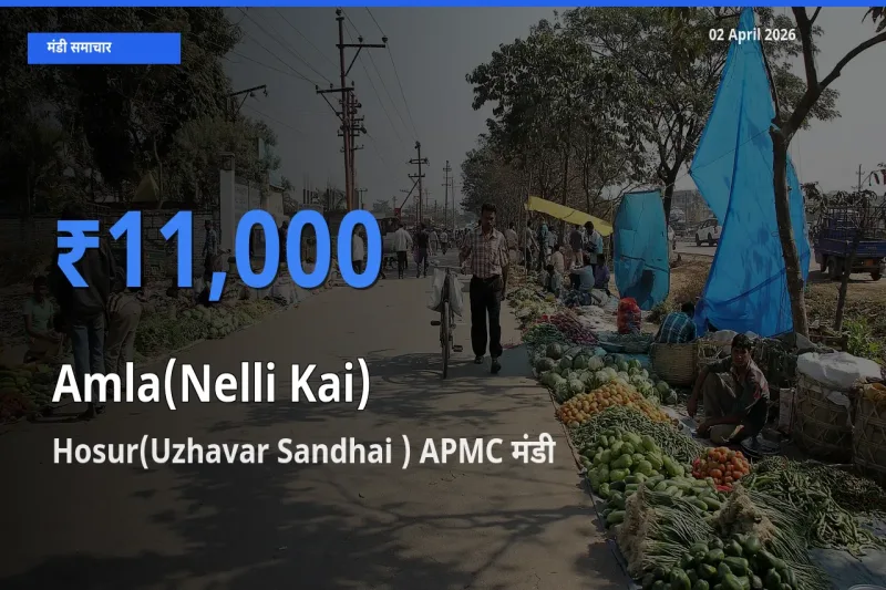 किसानों की पसंद बना Hosur(Uzhavar Sandhai ) APMC, आंवला के सबसे अच्छे दाम