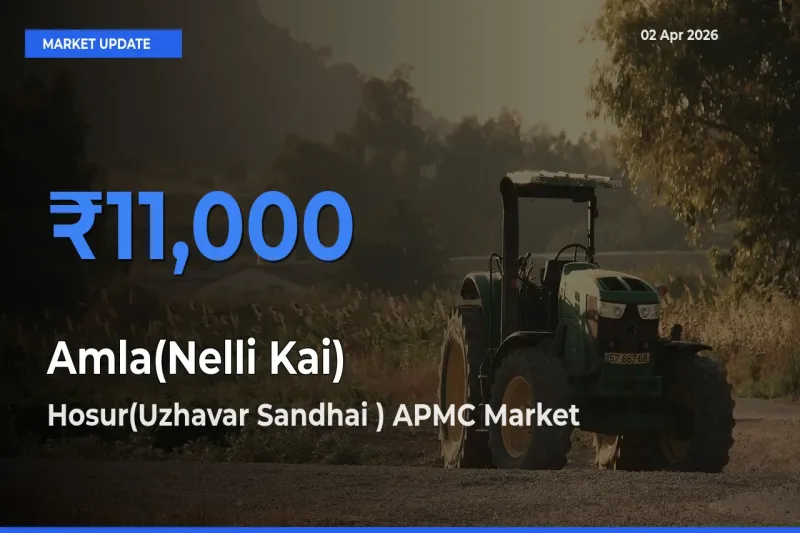 Top Performer! Hosur(Uzhavar Sandhai ) APMC Offers Best Amla(Nelli Kai) Price Today