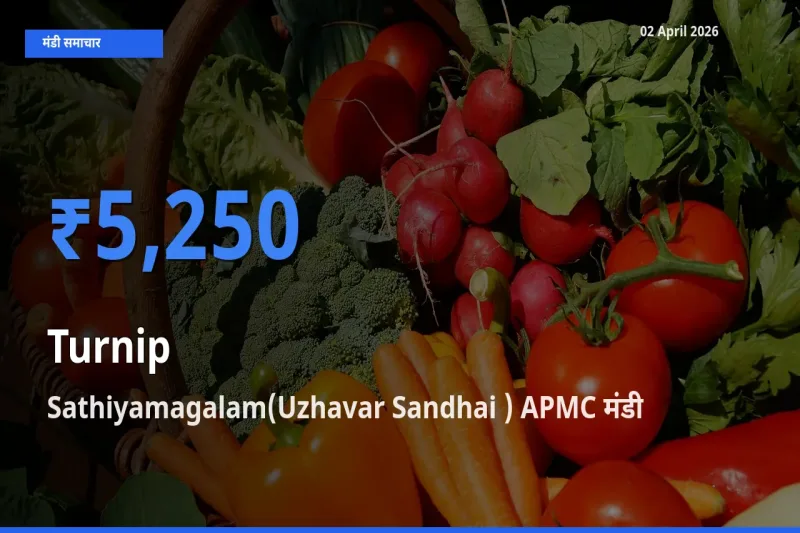 आज शलजम के सबसे ऊँचे दाम ₹5,250 Sathiyamagalam(Uzhavar Sandhai ) APMC मंडी में