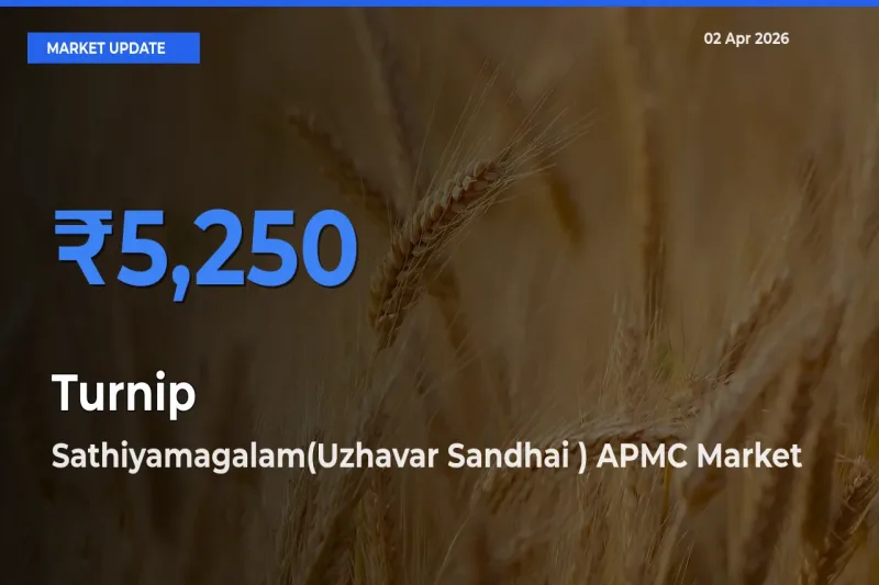 Farmers Prefer Sathiyamagalam(Uzhavar Sandhai ) APMC as Turnip Hits Highest Rate