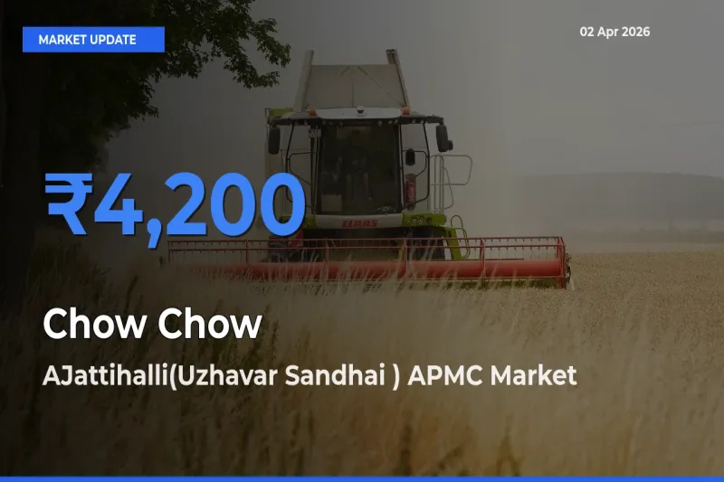 Top Performer! AJattihalli(Uzhavar Sandhai ) APMC Offers Best Chow Chow Price Today