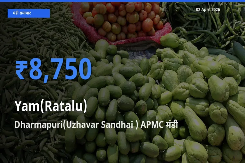 बाज़ार संकेत: Dharmapuri(Uzhavar Sandhai ) APMC बना रतालू (रतलू) के लिए आज की टॉप मंडी