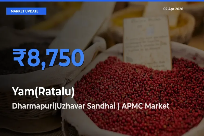 Dharmapuri(Uzhavar Sandhai ) APMC Offers ₹8,750 – Highest Yam(Ratalu) Rate Today