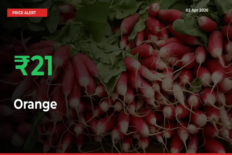 Farmers Cheer as Orange Prices Surge 21.23% in Local Mandis
