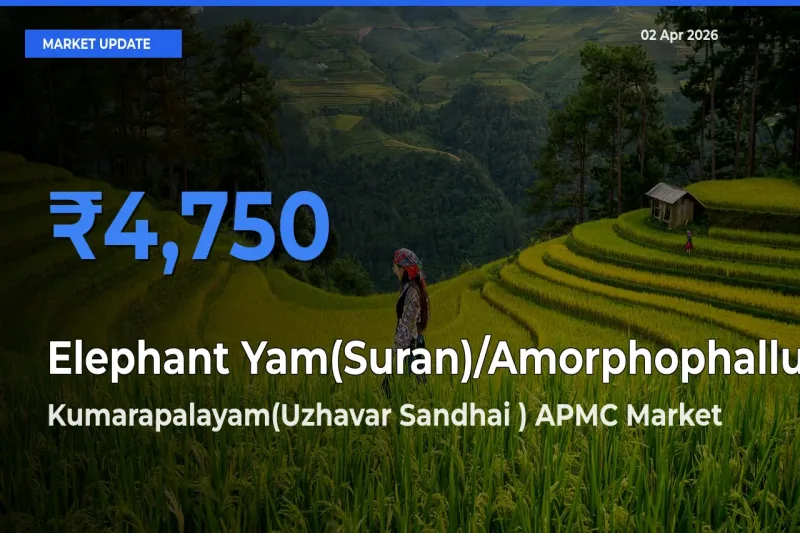 Kumarapalayam(Uzhavar Sandhai ) APMC Leads as Top Mandi for Elephant Yam(Suran)/Amorphophallus Prices