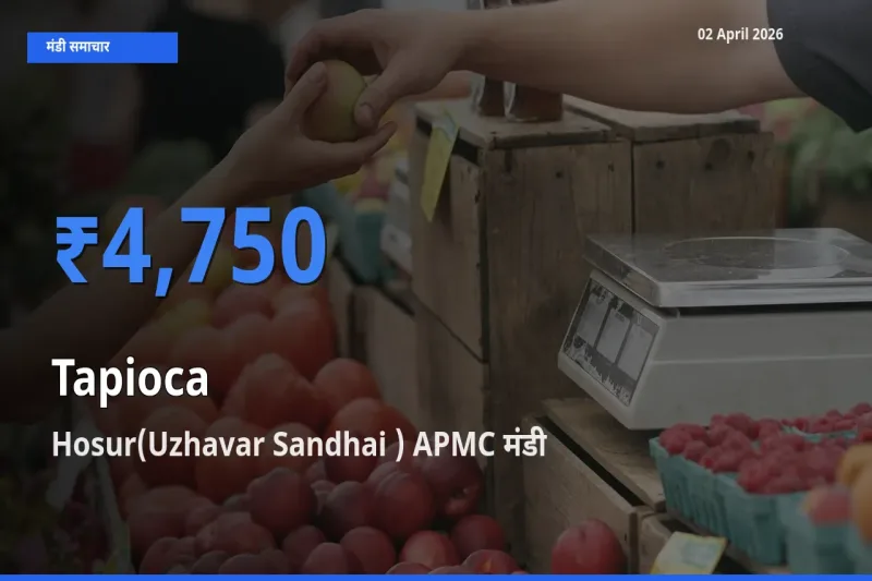 आज साबूदाना के सबसे ऊँचे दाम ₹4,750 Hosur(Uzhavar Sandhai ) APMC मंडी में