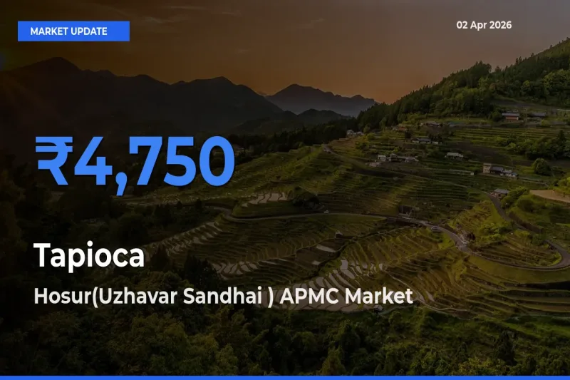 Hosur(Uzhavar Sandhai ) APMC Leads as Top Mandi for Tapioca Prices