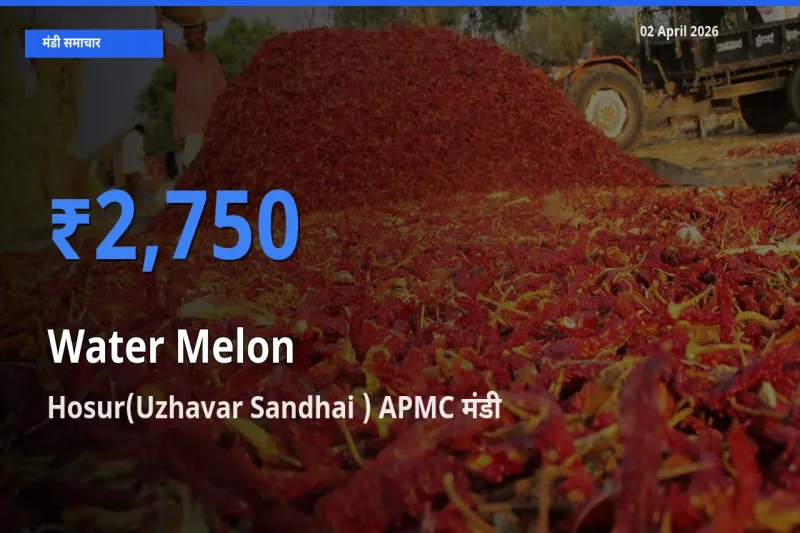 आज का मंडी भाव: तरबूज के सबसे ज़्यादा दाम Hosur(Uzhavar Sandhai ) APMC में