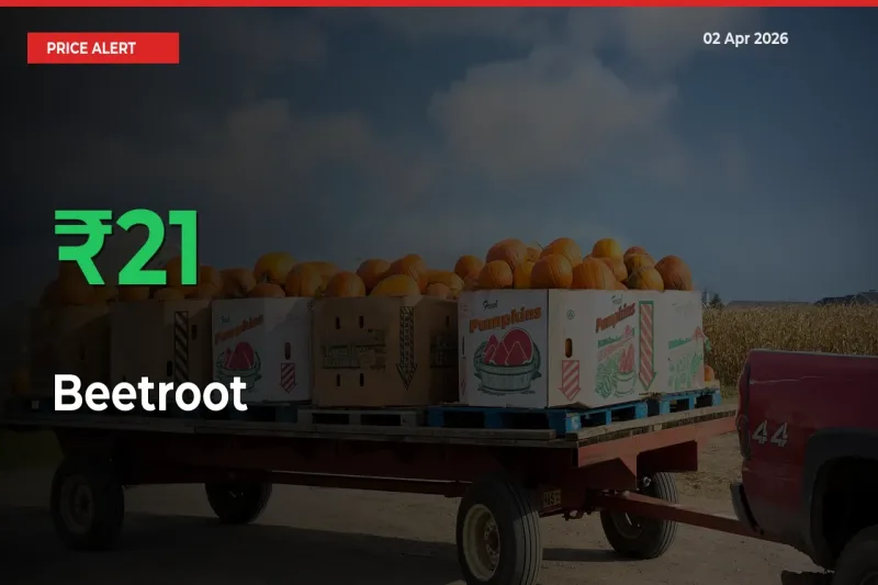 Big Rally! Beetroot Climbs 20.54% in 24 Hours at Top Mandis