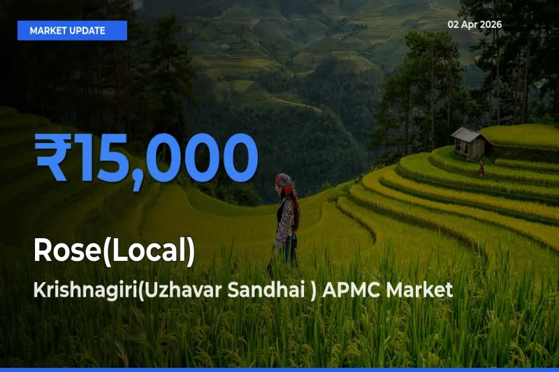Farmers Prefer Krishnagiri(Uzhavar Sandhai ) APMC as Rose(Local) Hits Highest Rate