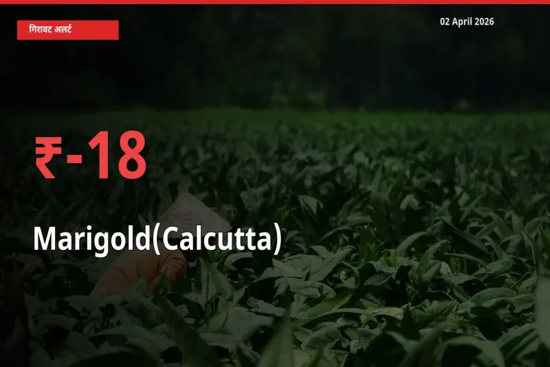 गेंदा (कलकत्ता) के दाम प्रमुख मंडी में 18.28% गिरे, 24 घंटे में बड़ा बदलाव