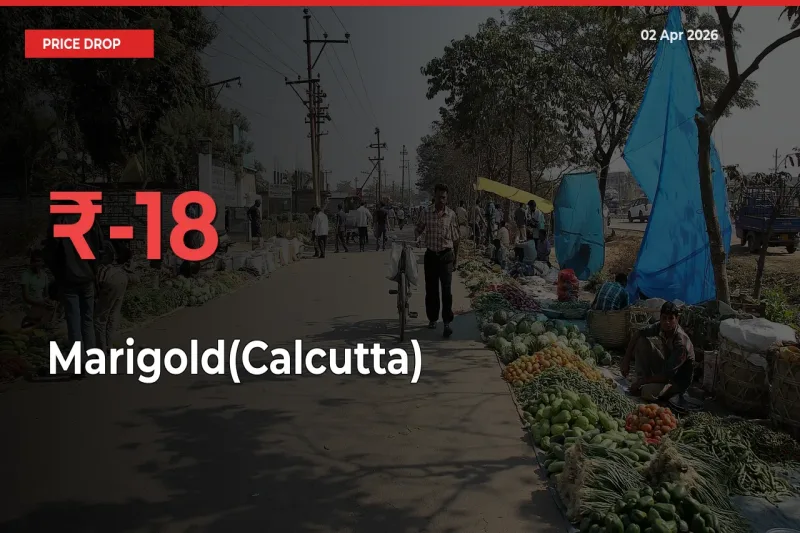 18.28% Drop in Marigold(Calcutta) Prices – Mandi Sees Sudden Fall