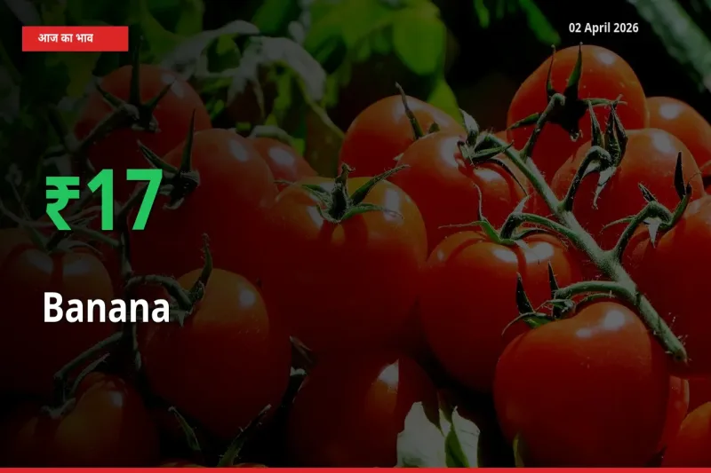 किसानों के लिए खुशखबरी! स्थानीय मंडी में केला 16.59% उछला