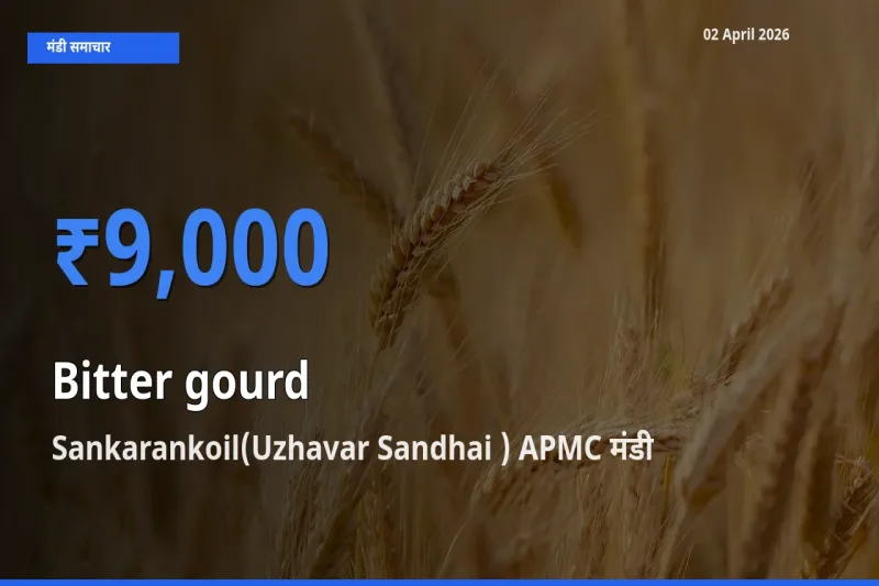 आज करेला के सबसे ऊँचे दाम ₹9,000 Sankarankoil(Uzhavar Sandhai ) APMC मंडी में