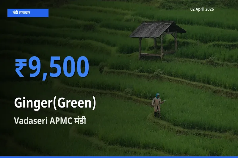 Vadaseri APMC में अदरक (हरा) का आज सबसे ऊँचा भाव