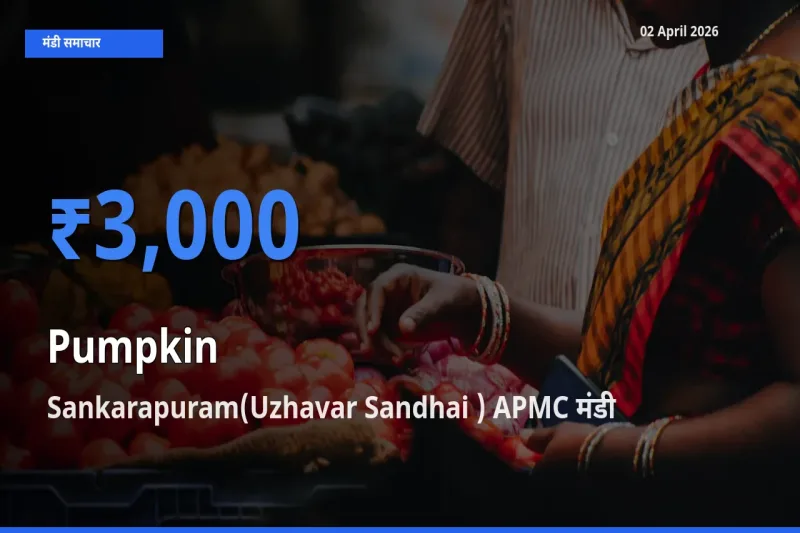 Sankarapuram(Uzhavar Sandhai ) APMC मंडी में कद्दू ₹3,000 पर पहुँचा – आज का सर्वोच्च भाव