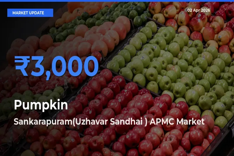 Farmers Prefer Sankarapuram(Uzhavar Sandhai ) APMC as Pumpkin Hits Highest Rate