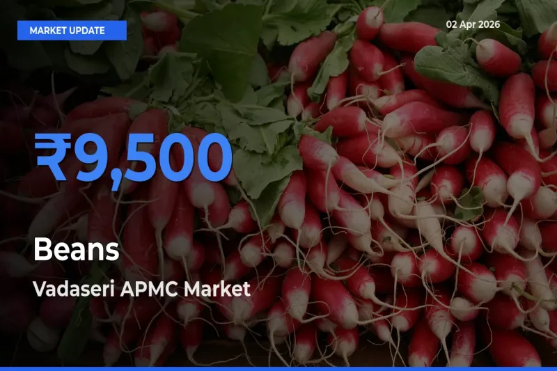 Vadaseri APMC Tops Beans Mandi Rates Today