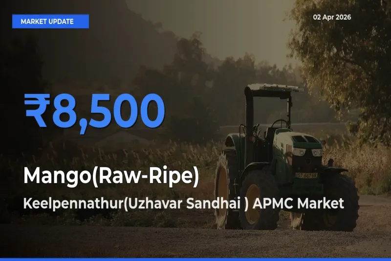 Keelpennathur(Uzhavar Sandhai ) APMC Leads as Top Mandi for Mango(Raw-Ripe) Prices