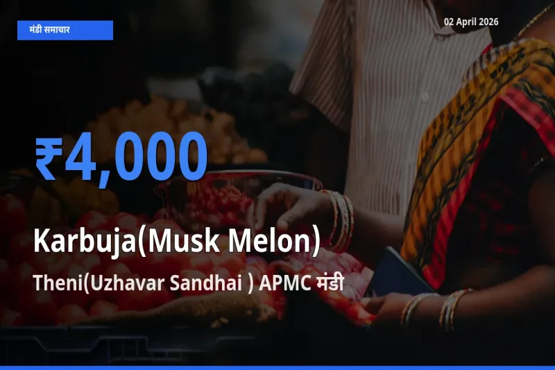 Theni(Uzhavar Sandhai ) APMC मंडी में आज खरबूजा के सबसे ऊँचे दाम दर्ज