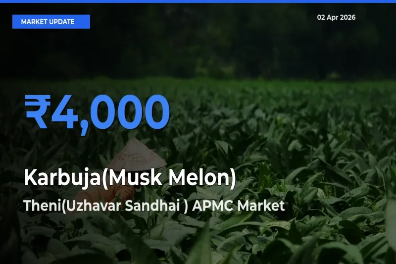 Farmers Prefer Theni(Uzhavar Sandhai ) APMC as Karbuja(Musk Melon) Hits Highest Rate