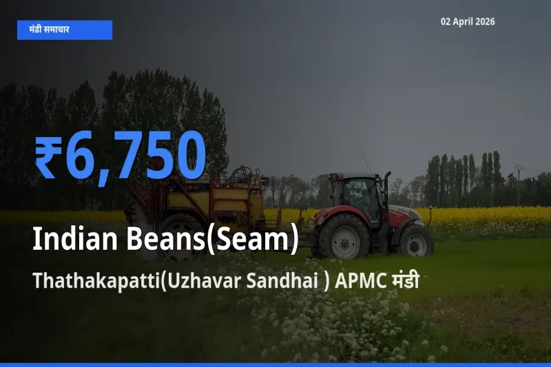 टॉप मंडी बना Thathakapatti(Uzhavar Sandhai ) APMC! सेम (देशी) के सबसे ऊँचे दाम यहीं दर्ज
