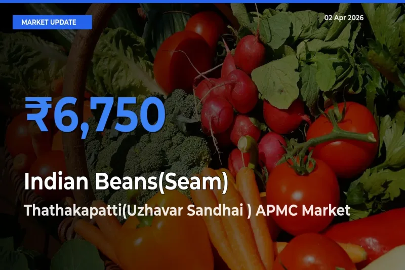 Top Performer! Thathakapatti(Uzhavar Sandhai ) APMC Offers Best Indian Beans(Seam) Price Today