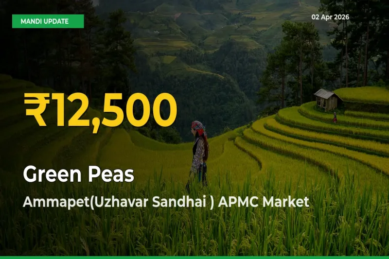 Green Peas Prices Soar to Record High in Ammapet(Uzhavar Sandhai ) APMC – Farmers Alert Today