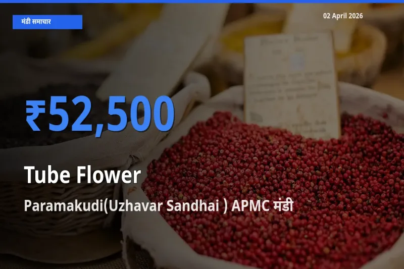 Paramakudi(Uzhavar Sandhai ) APMC मंडी में आज रजनीगंधा के सबसे ऊँचे दाम दर्ज