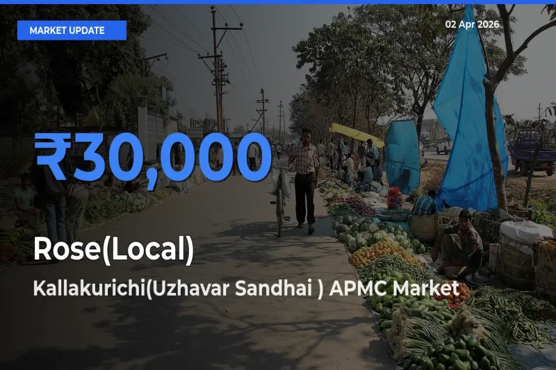 Kallakurichi(Uzhavar Sandhai ) APMC Offers ₹30,000 – Highest Rose(Local) Rate Today