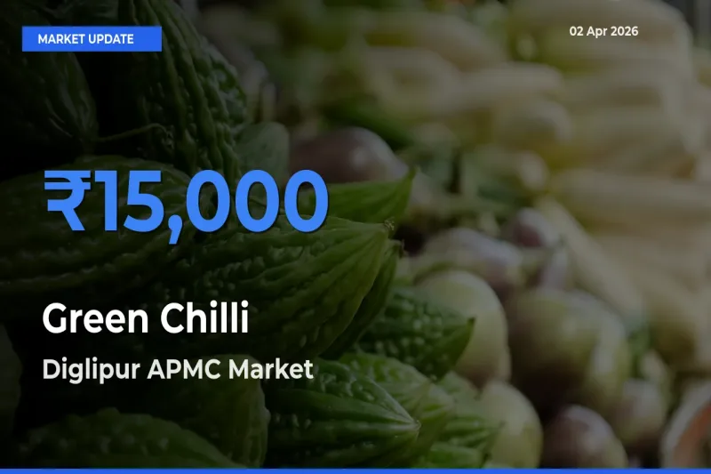 Market Watch: Diglipur APMC Becomes Top Mandi for Green Chilli