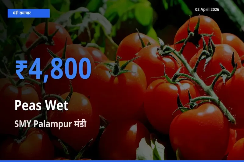 आज हरी मटर के सबसे ज़्यादा दाम SMY Palampur मंडी में दर्ज