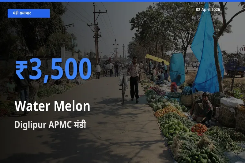 टॉप मंडी बना Diglipur APMC! तरबूज के सबसे ऊँचे दाम यहीं दर्ज