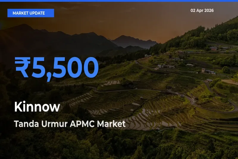 Farmers Prefer Tanda Urmur APMC as Kinnow Hits Highest Rate