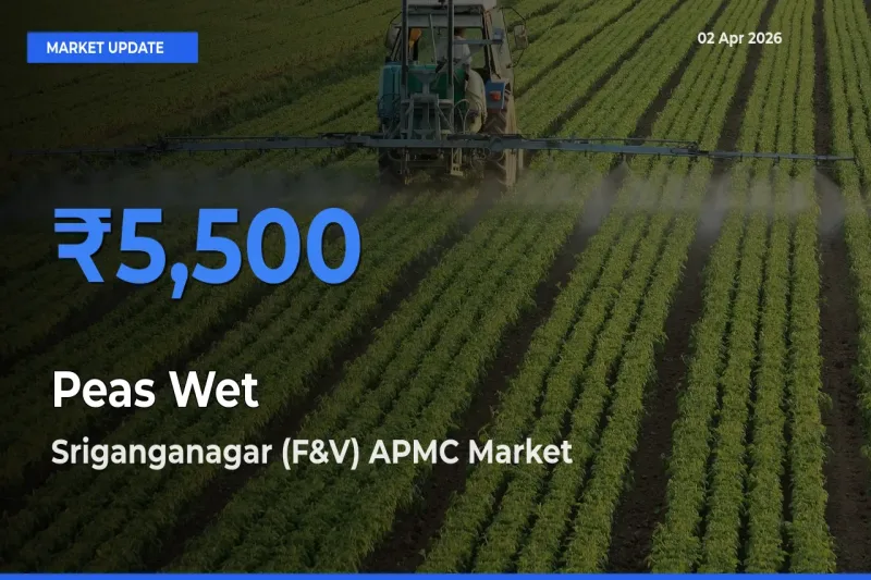 Sriganganagar (F&V) APMC Tops Peas Wet Rates – April 02 Market Update