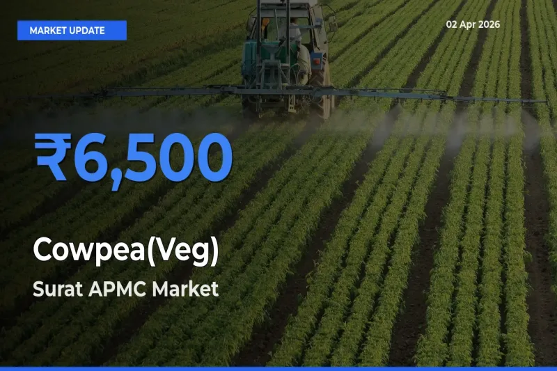 Farmers Prefer Surat APMC as Cowpea(Veg) Hits Highest Rate