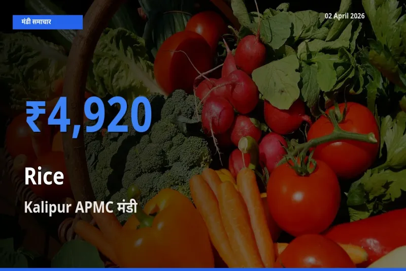 आज चावल के सबसे ज़्यादा दाम Kalipur APMC मंडी में दर्ज